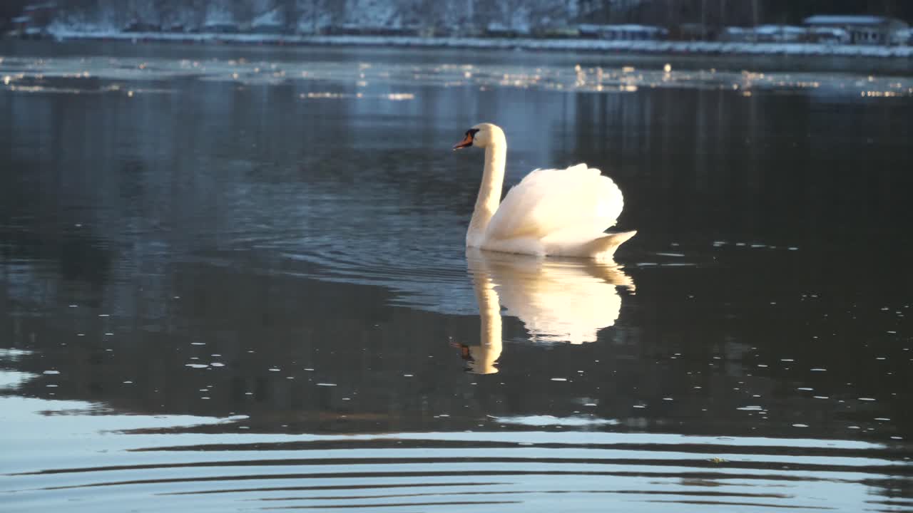 un cisne está bebiendo agua fresca del río danubio