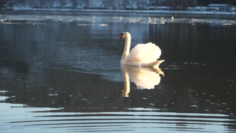 a swan is drinking some fresh water from the danube river