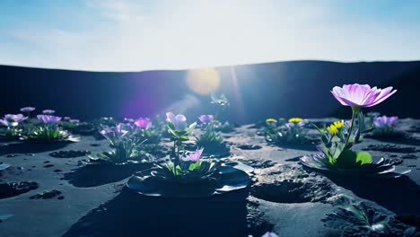 close up of flowers in the desert