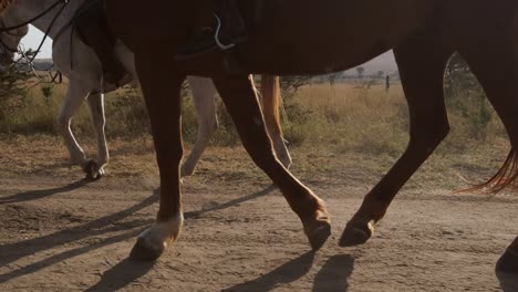 2 horses walking on a unpaved road in kenya