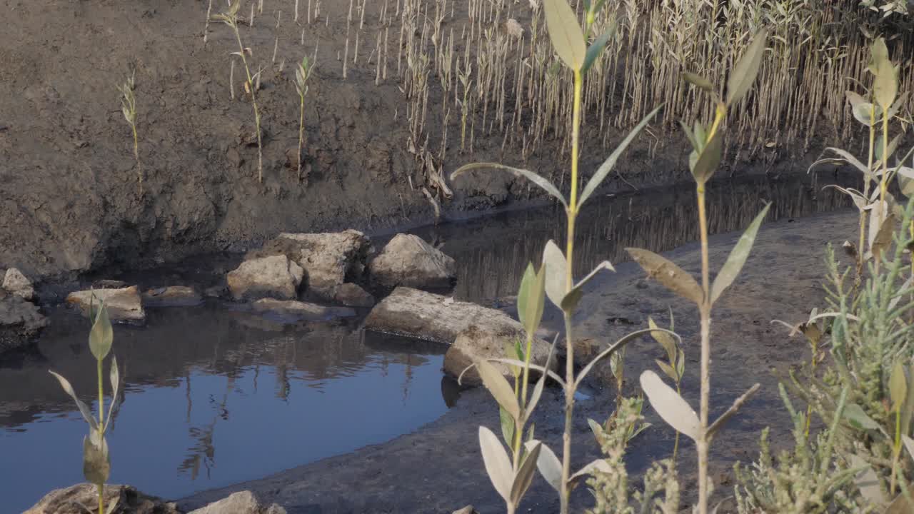 vista de la deforestación del bosque del ecosistema de manglares en karachi