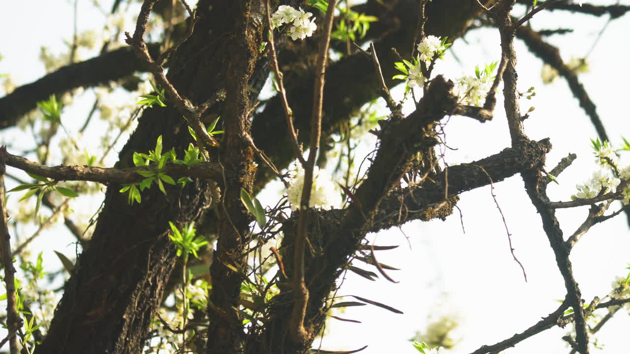 A flowering plum tree trunk covered in thorns and moss is seen in close-up, with tiny fresh leaves and white blossoms emerging, softly backlit by spring sunlight during early seasonal bloom.