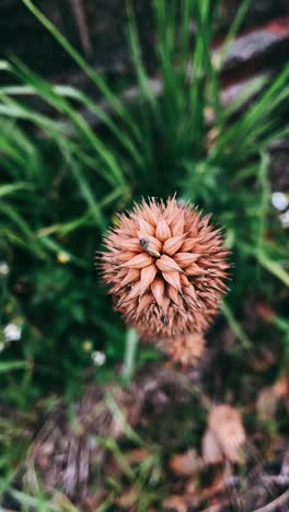 dried flower in garden