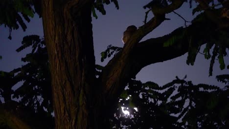 an owl on the tree branch at nighttime - low angle