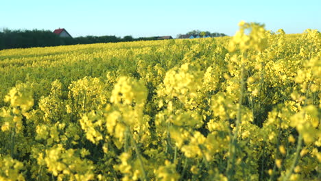 pov rising from in between gently moving rapeseed flowers to reveal field