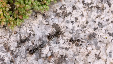 muchas hormigas negras veloces que se mueven rápidamente y recolectan recursos para la colonia