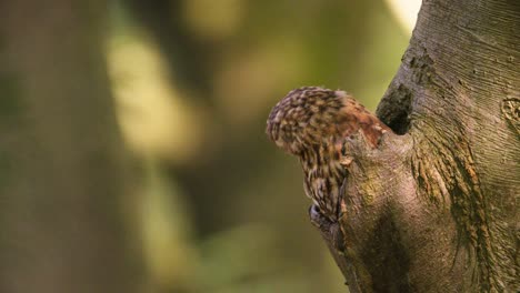 Cárabo-Strix-Aluco-Sentado-En-El-Agujero-Del-árbol,-Perfil-De-Tiro-De-Poca-Profundidad