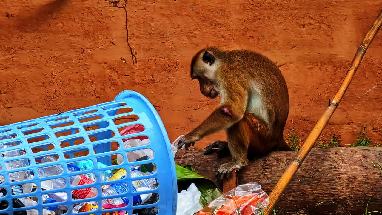 Rummaging Monkey Holding Used Green Leaf From Tipped-over Trash Basket Amid Scattered Plastic Waste. wide shot