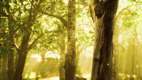 rays of sunlight in a misty forest in autumn