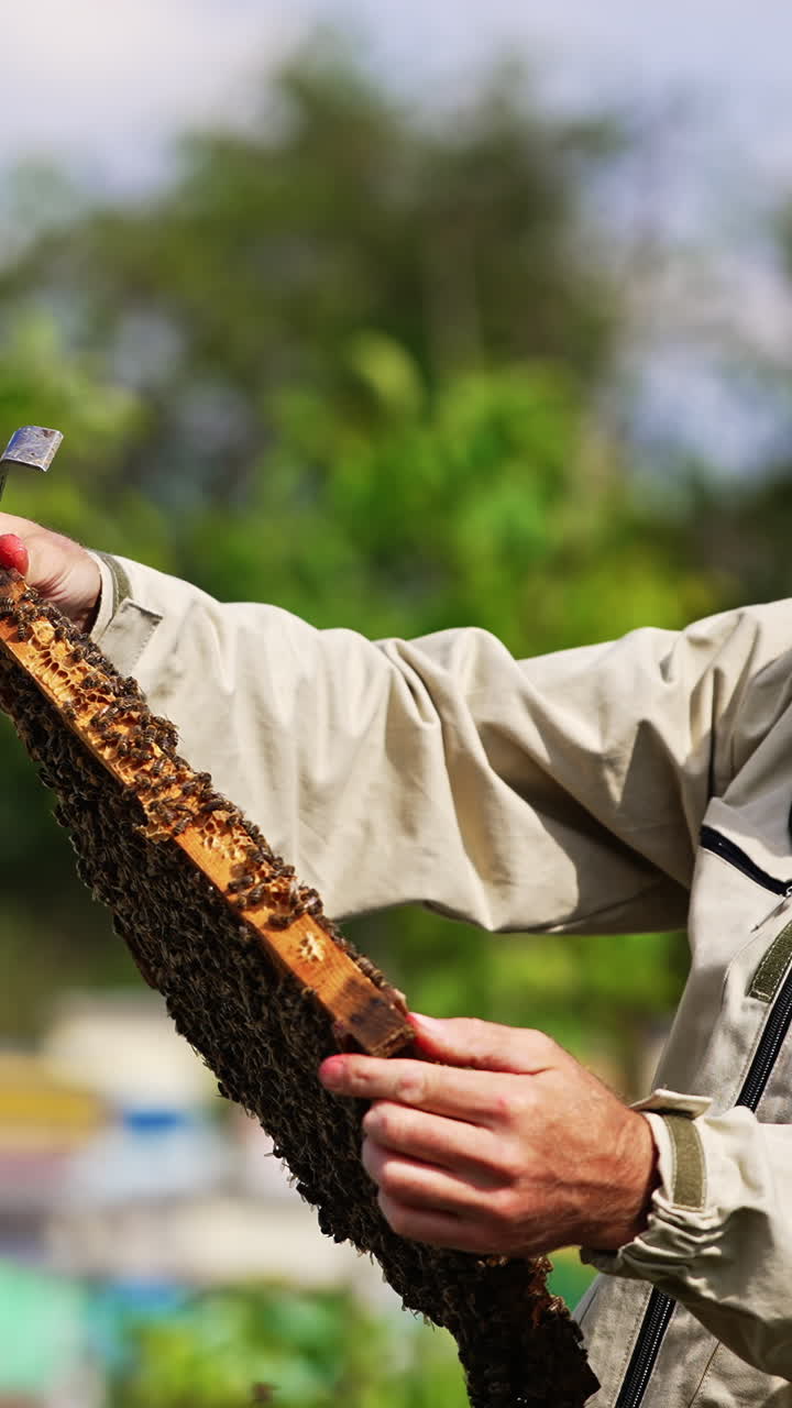 Male apiarist focused on the frame coated with bees. Specialist checks up the frame and puts it into wooden hive. Blurred backdrop. Vertical video