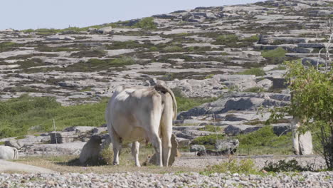 vista de una vaca blanca pastando por detrás, un vasto paisaje rocoso y costero en el fondo