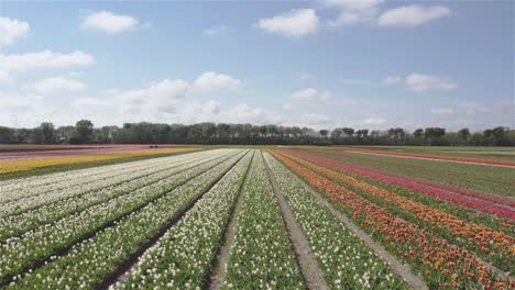 drone shot flying forward and upwards over dutch tulip fields in 4k