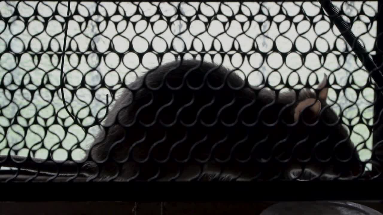 라이브 트랩 등반의 실루엣 쥐, 탈출 시도