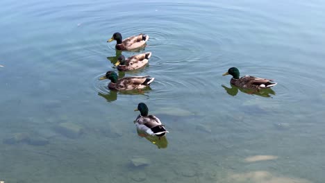 caldecott lake in rugby, warwickshire with ducks and swan during the summer 4k