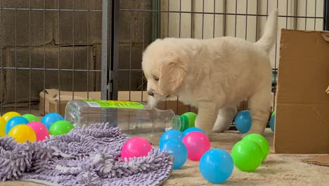 Junger-Golden-Retriever-Welpe,-Der-Plastikflasche-Leckt-Und-Damit-Verspielt-Ist