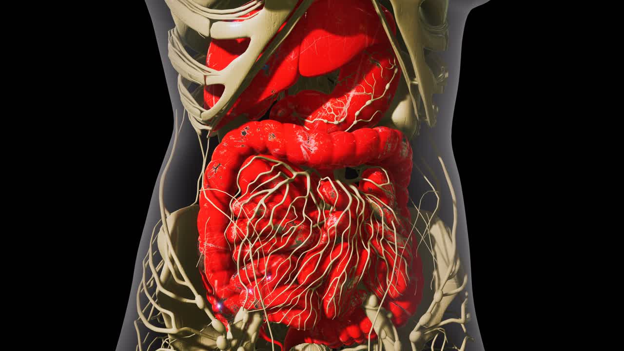 detailed human digestive system anatomy