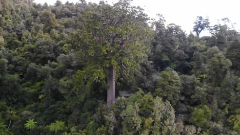 Aerial-pull-back-of-unique-square-Kauri-tree,-showing-the-whole-forest-in-Coromandel,-New-Zealand