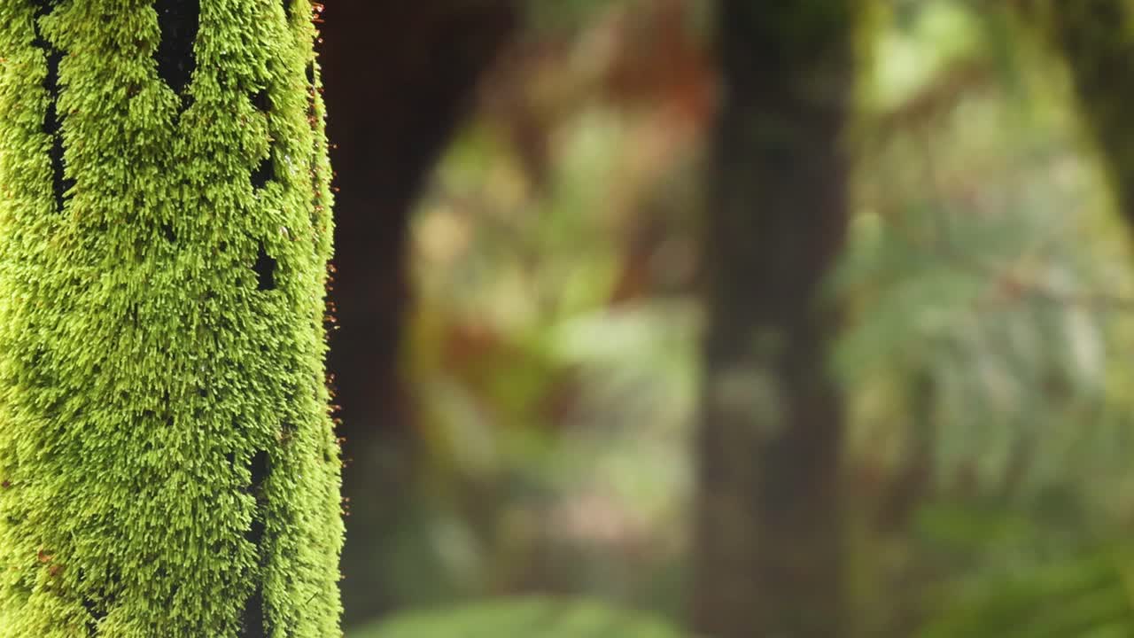 Primo piano di un tronco d'albero muschioso in una lussureggiante foresta pluviale
