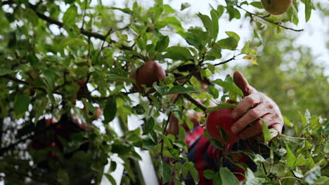 two big red apples grow on the tree. close up. man standing behind pick the fruit.