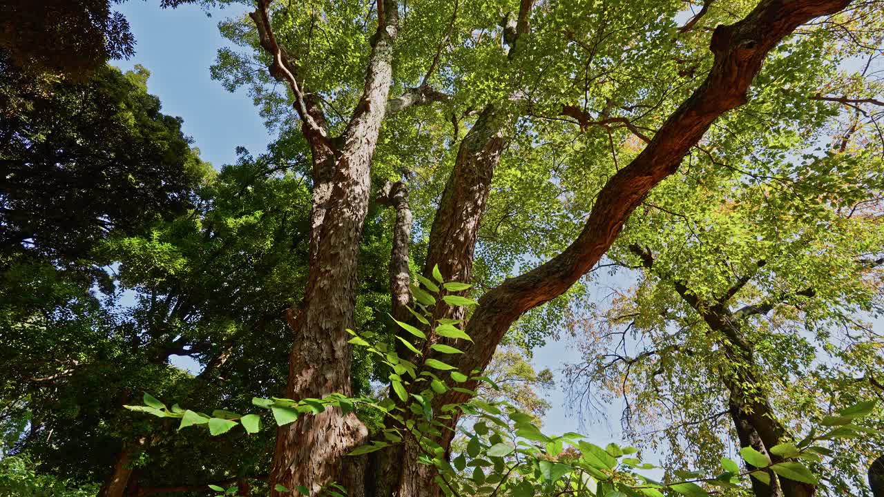 Sunlight filters through the lush green leaves of a forest canopy on a clear day