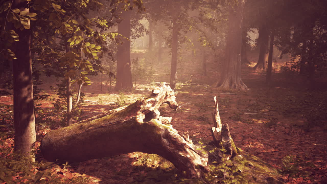 쓰러진 나무 어리 와 함께 안개 숲 장면