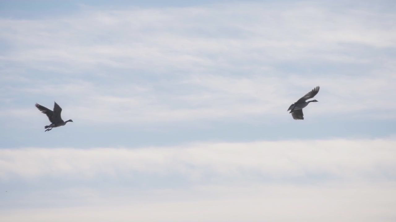 Two geese flying against cloudy sky