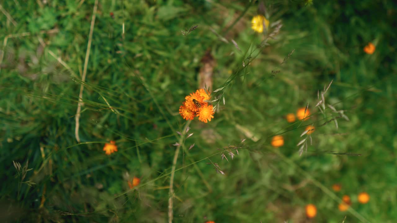 작은 벌이 서 있는 오렌지 야생화의 클로즈업 회전 샷
