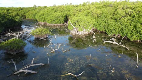 Drone-flying-through-a-mangroove-in-the-Riviera-Maya