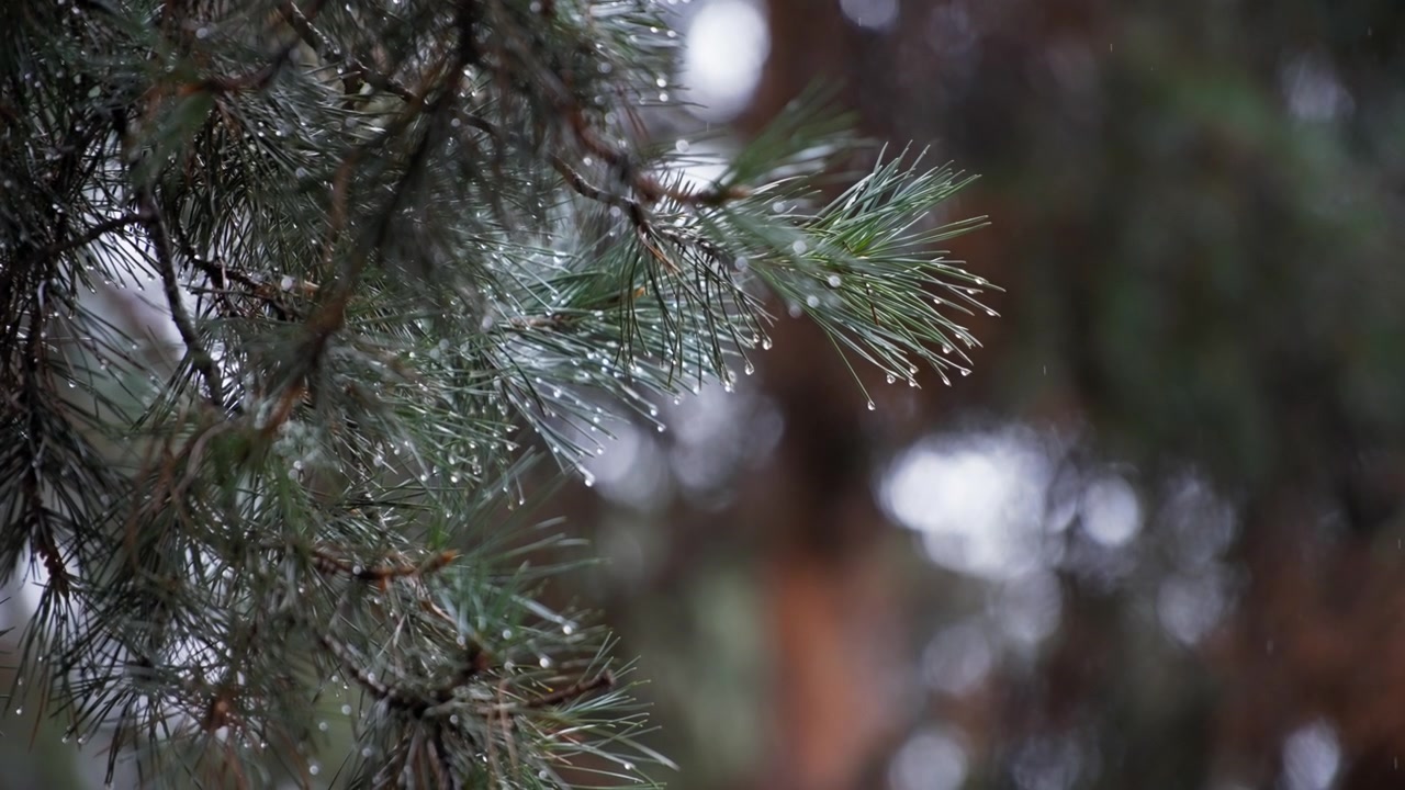 Smeltende snø som faller fra furutreet.