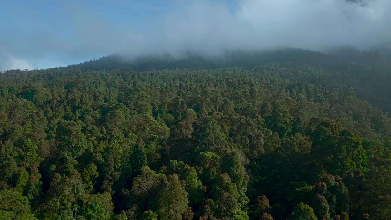 Ripresa aerea con drone di una fitta foresta