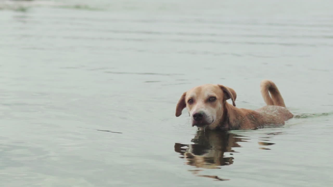 Grey dog taking bath on the river.