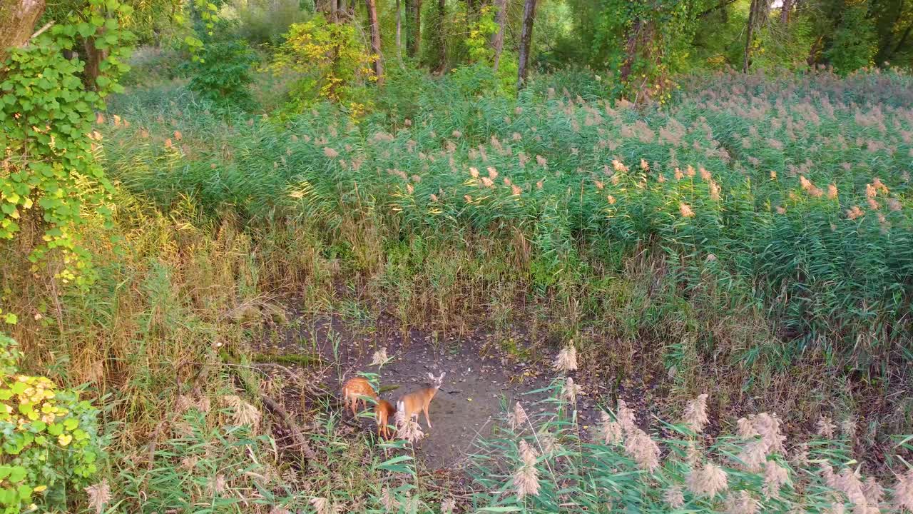 Deer surrounded by dense and tall vegetation in the middle of the forest.