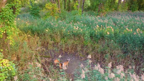 deer surrounded by dense and tall vegetation in the middle of the forest.