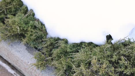 Snow-covering-a-hedge-on-the-edge-of-a-stone-pathway