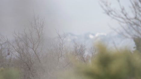 wild bushes growing in dry croatian countryside, remote scene