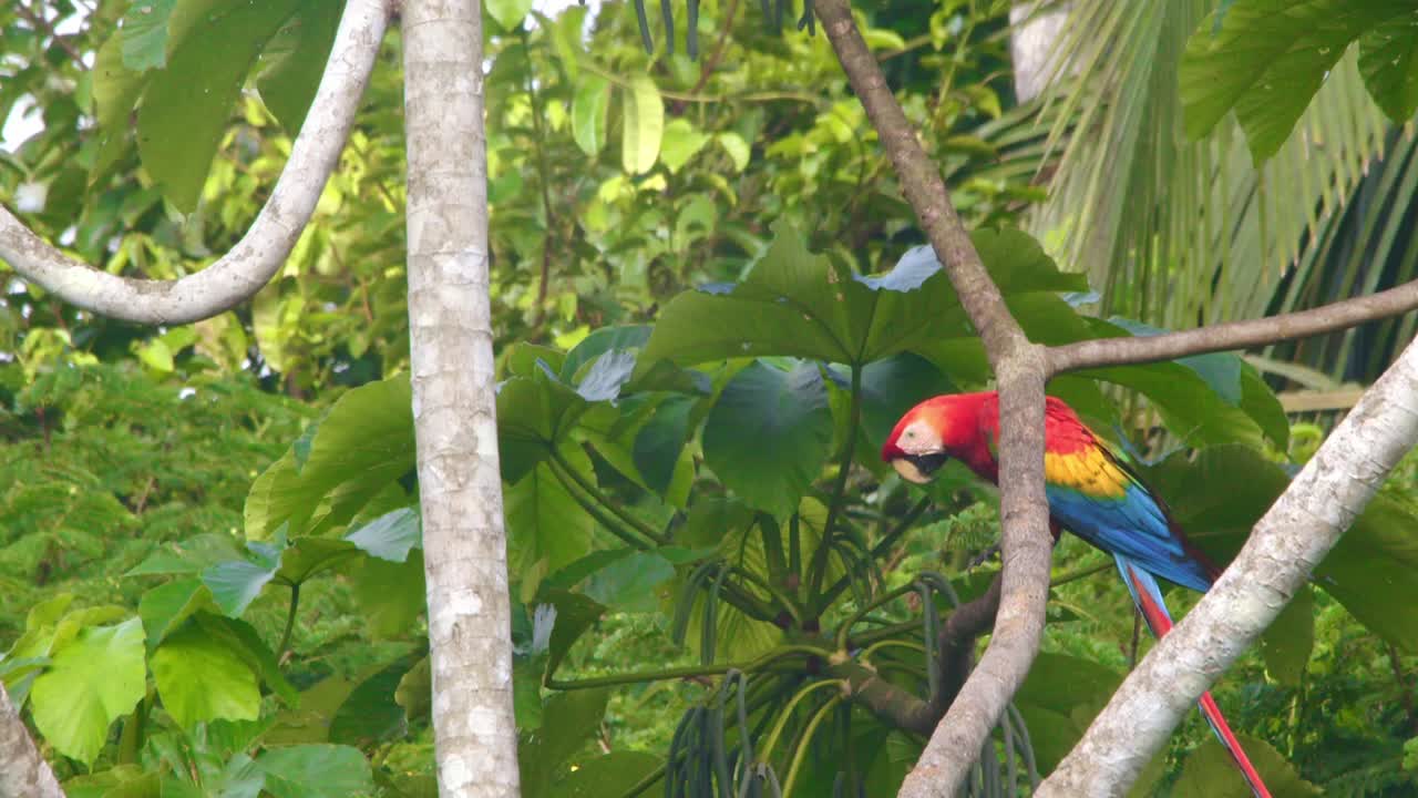 Slow-motion capture of a Scarlet Macaw flying and landing over the dense rainforest at sunrise at tambopata
