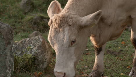 Öko-Milchkuh-Mit-Stein,-Um-Auge-Zu-Jucken