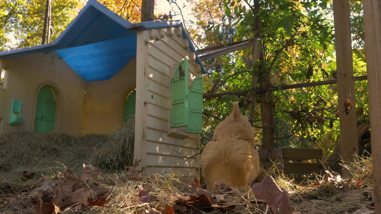 Chicken digging a hole in a farm near a repurposed dollhouse