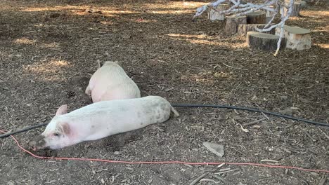 cerdos tirados en la tierra en la granja