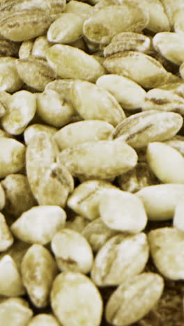 barley grains