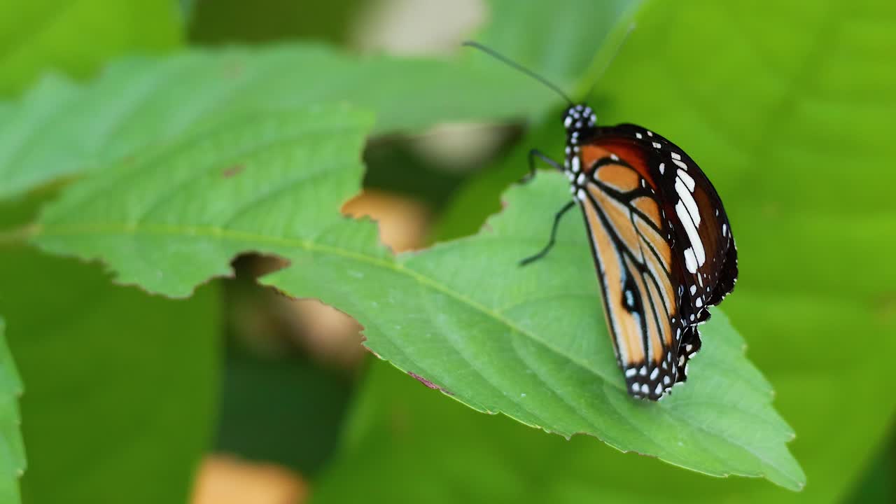 mariposa posada en una hoja en el parque de bangkok