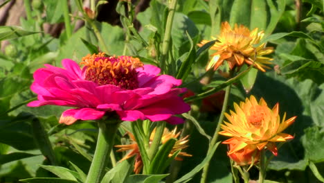 primer plano de flores rosas y amarillas, zinnias y patulas, mezcladas con el verde de otras plantas