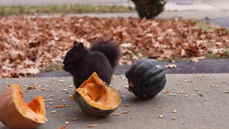 Ardillas-De-Michigan-Comiendo-En-Otoño