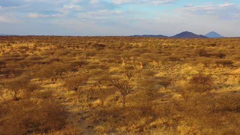 good aerial over giraffes running on the savannah on safari in erindi wildlife park namibia