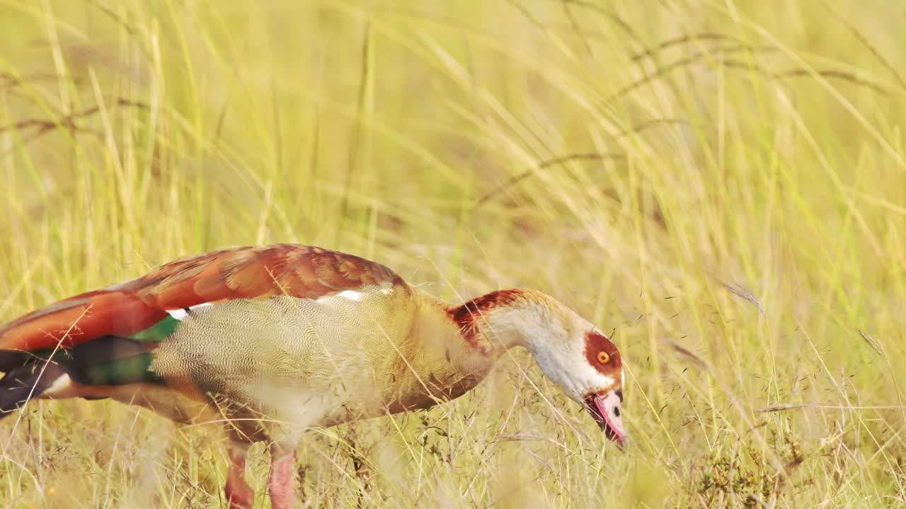 아프리카에서 이집트 거위 새의 느린 움직임 풀을 먹고 먹는, 아프리카 새는 긴 황금 사바나 잔디에서 야생 사파리 마사이 마라, 케냐, 마사이 마라 사바나 잔디의 새