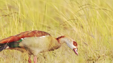 movimiento lento del pájaro ganso egipcio en áfrica comiendo y alimentándose de hierba, aves africanas en la larga hierba dorada de la sabana en un safari de vida silvestre en masai mara, kenia, masai mara vida de aves en las hierbas de la sabana