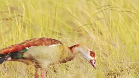 slow motion of egyptian goose bird in africa eating and feeding on grass, african birds in long golden savanna grass on wildlife safari in masai mara, kenya, maasai mara birdlife in savannah grasses