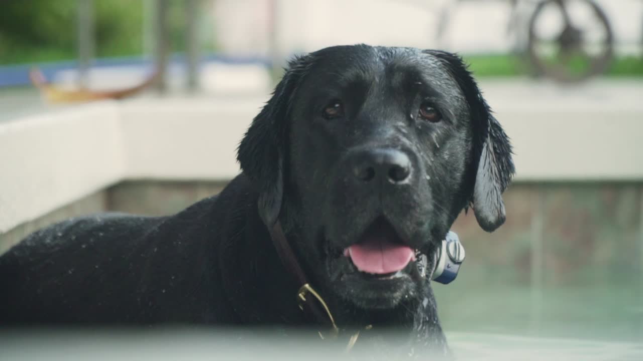perro perdiguero de labrador negro sentado en la piscina