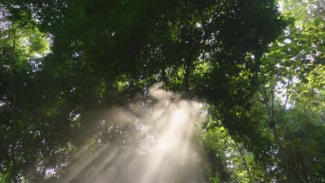 beautiful sunlight rays pass through the trees and smoke, slow motion