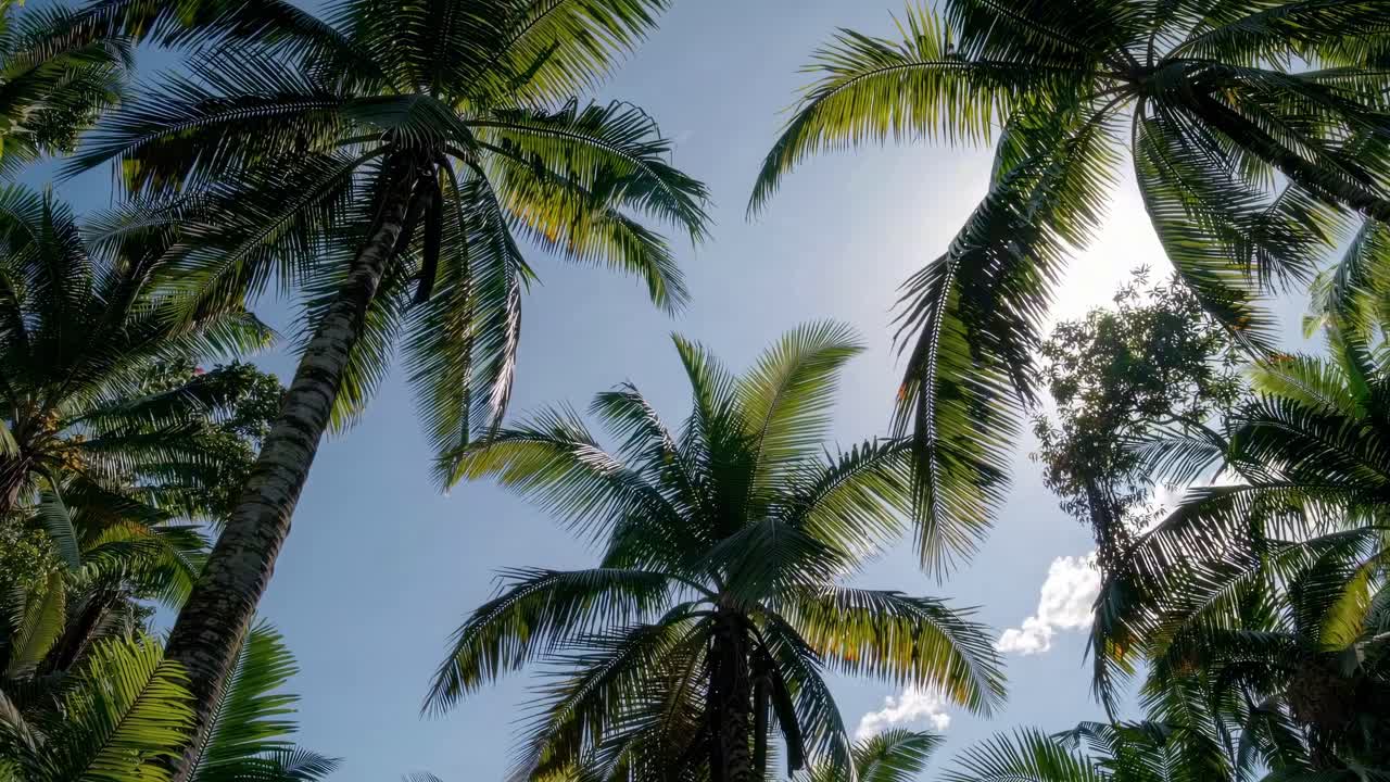 Rigogliosa foresta tropicale con imponenti palme, catturata da un’angolazione dal basso